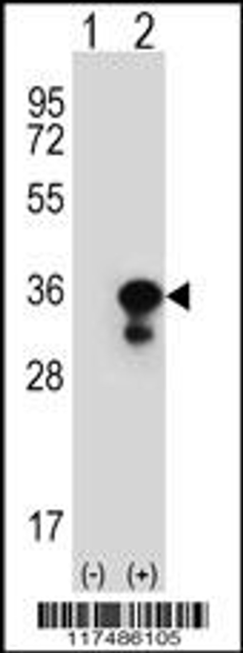 Western blot analysis of PCNA using rabbit polyclonal PCNA Antibody using 293 cell lysates (2 ug/lane) either nontransfected (Lane 1) or transiently transfected (Lane 2) with the PCNA gene.
