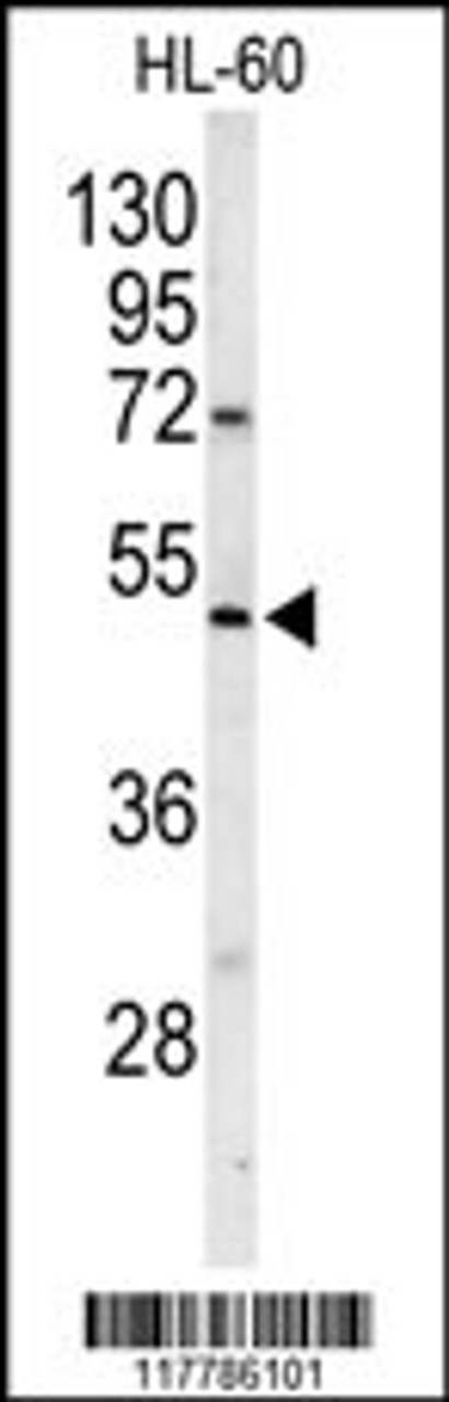 Western blot analysis of POLG2 Antibody in HL-60 cell line lysates (35ug/lane)