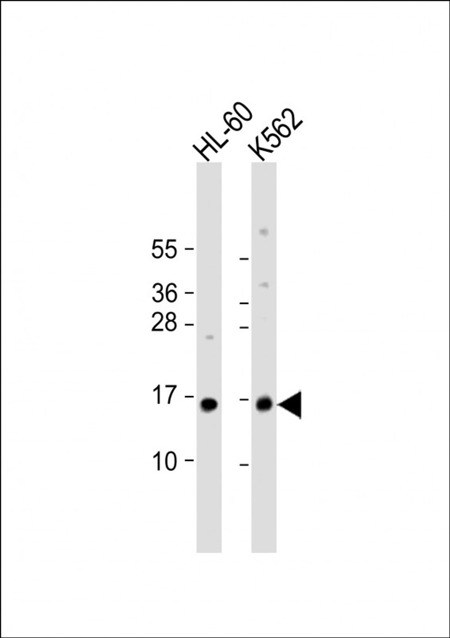 Western Blot at 1:1000 dilution Lane 1: HL-60 whole cell lysate Lane 2: K562 whole cell lysate Lysates/proteins at 20 ug per lane.
