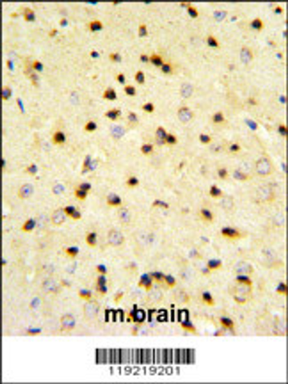 EBP1 Antibody IHC analysis in formalin fixed and paraffin embedded mouse brain tissue followed by peroxidase conjugation of the secondary antibody and DAB staining.
