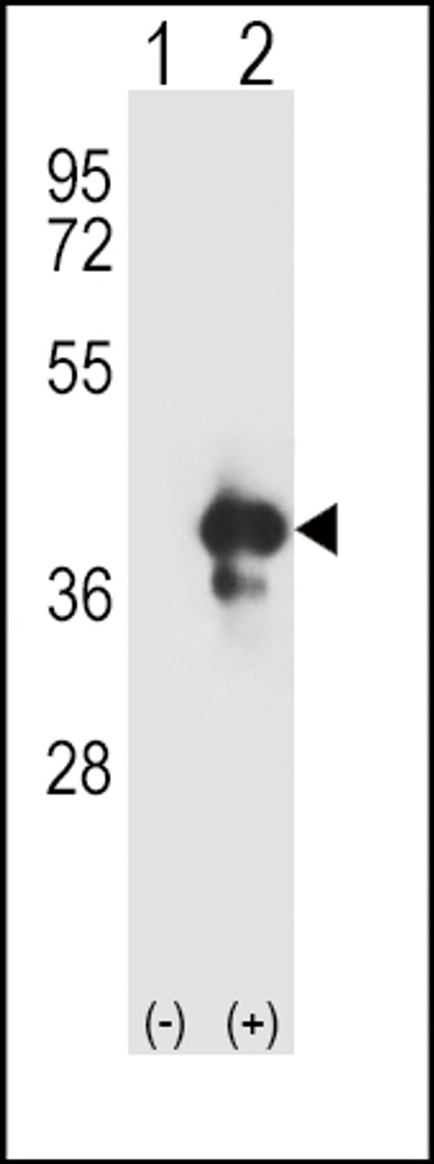 Western blot analysis of APEX1 using rabbit polyclonal APEX1 Antibody using 293 cell lysates (2 ug/lane) either nontransfected (Lane 1) or transiently transfected (Lane 2) with the APEX1 gene.