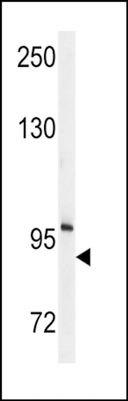 Western blot analysis of anti- in mouse cerebellum tissue lysates (35ug/lane) .