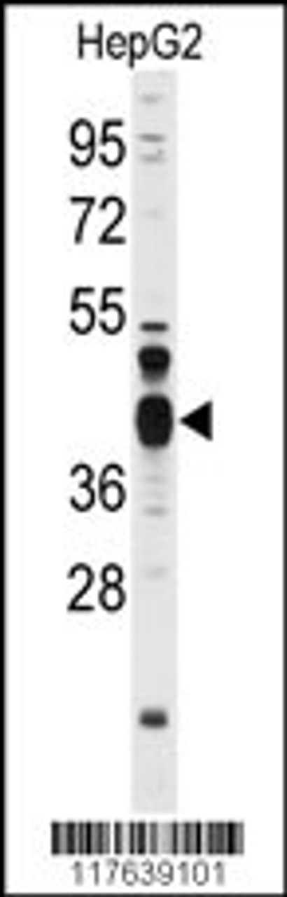 Western blot analysis of anti-FEN1 Antibody in HepG2 cell line lysates (35ug/lane)