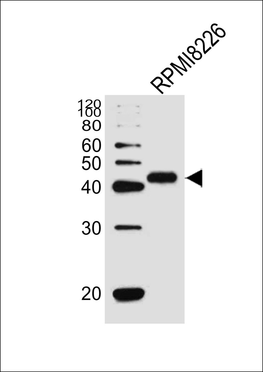 Western blot analysis of lysate from RPMI8226 cell line, using CD38 Antibody at 1:1000.