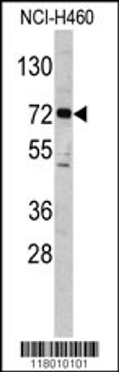 Western blot analysis of ELP2 antibody in NCI-H460 cell line lysates (35ug/lane)