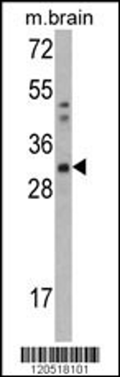 Western blot analysis of CAPZB Antibody in mouse brain tissue lysates (35ug/lane)