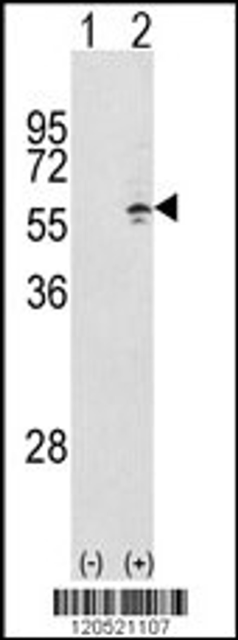 Western blot analysis of CCT3 using rabbit polyclonal CCT3 Antibody using 293 cell lysates (2 ug/lane) either nontransfected (Lane 1) or transiently transfected with the CCT3 gene (Lane 2) .