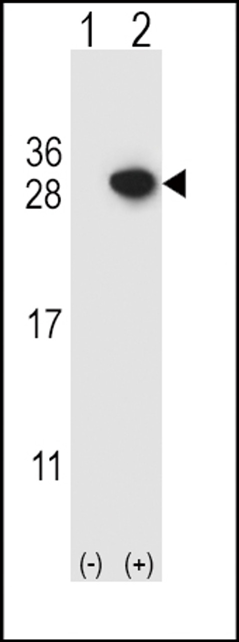 Western blot analysis of ARHGDIA using rabbit polyclonal ARHGDIA Antibody using 293 cell lysates (2 ug/lane) either nontransfected (Lane 1) or transiently transfected (Lane 2) with the ARHGDIA gene.