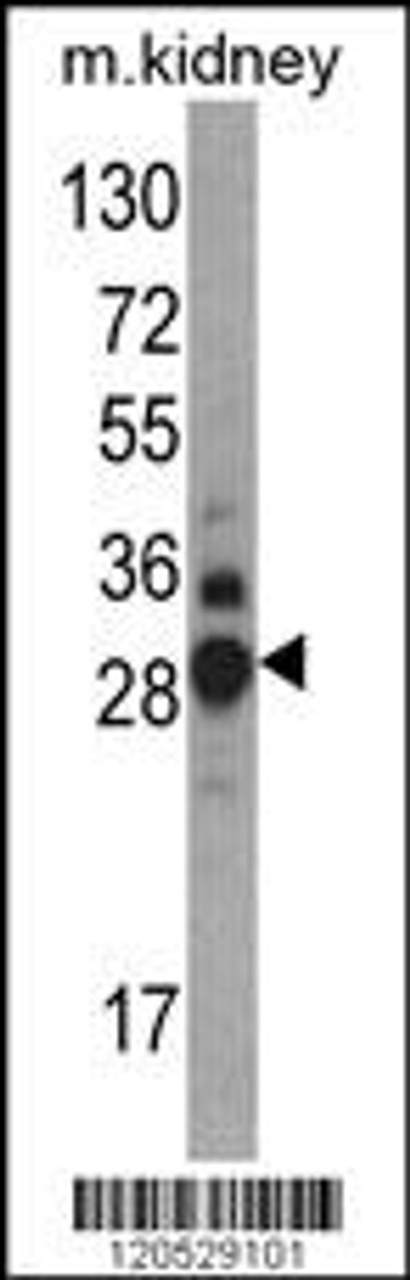 Western blot analysis of DDAH1 Antibody in mouse kidney tissue lysates (35ug/lane)