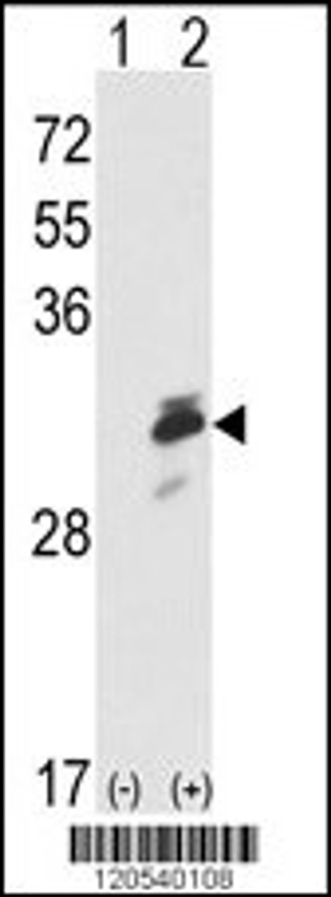 Western blot analysis of ERP29 using rabbit polyclonal ERP29 Antibody using 293 cell lysates (2 ug/lane) either nontransfected (Lane 1) or transiently transfected with the ERP29 gene (Lane 2) .