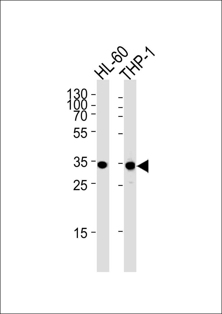 Western blot analysis in HL-60, THP-1 cell line lysates (35ug/lane) .