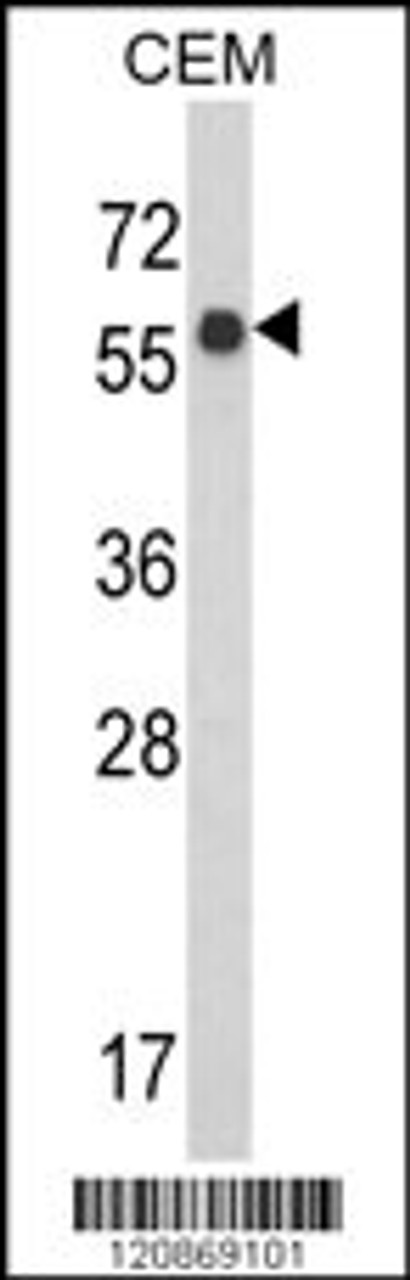 Western blot analysis of WDR1 Antibody in CEM cell line lysates (35ug/lane)