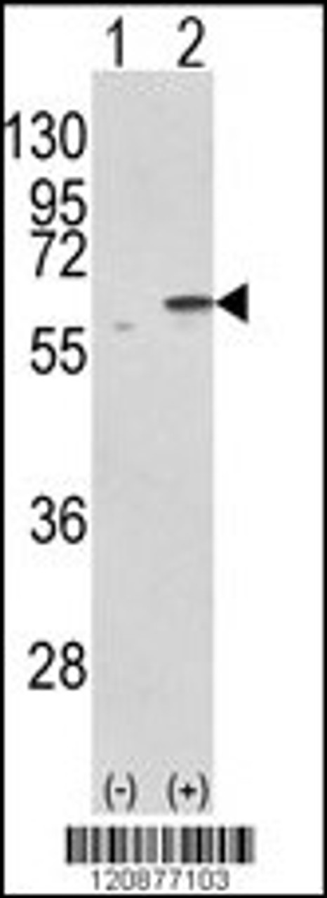 Western blot analysis of PDIA3 using rabbit polyclonal PDIA3 Antibody using 293 cell lysates (2 ug/lane) either nontransfected (Lane 1) or transiently transfected with the PDIA3 gene (Lane 2) .