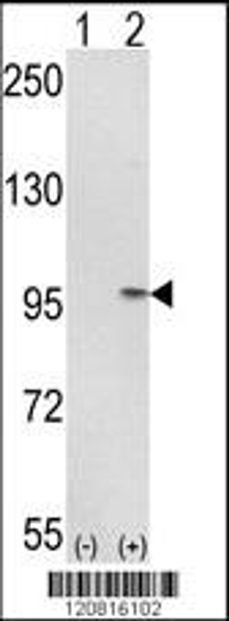 Western blot analysis of IMMT using rabbit polyclonal IMMT Antibody using 293 cell lysates (2 ug/lane) either nontransfected (Lane 1) or transiently transfected with the IMMT gene (Lane 2) .