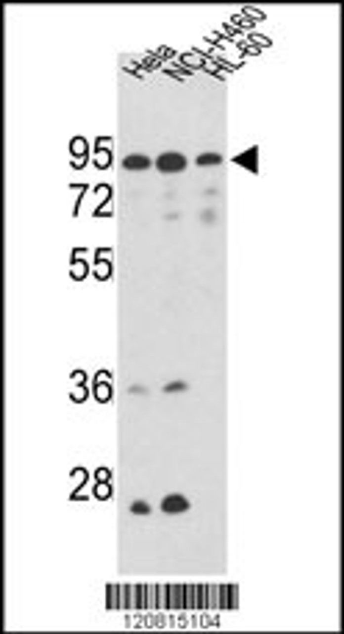 Western blot analysis of IMMT Antibody in Hela, NCI-H460, CEM cell line lysates (35ug/lane)