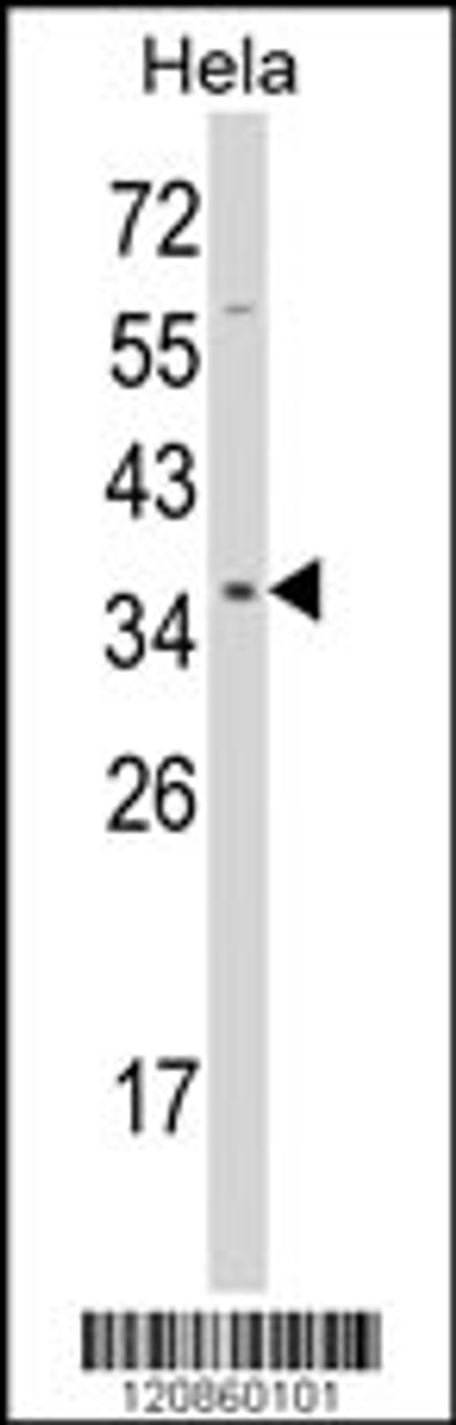 Western blot analysis of STRAP Antibody in Hela cell line lysates (35ug/lane)