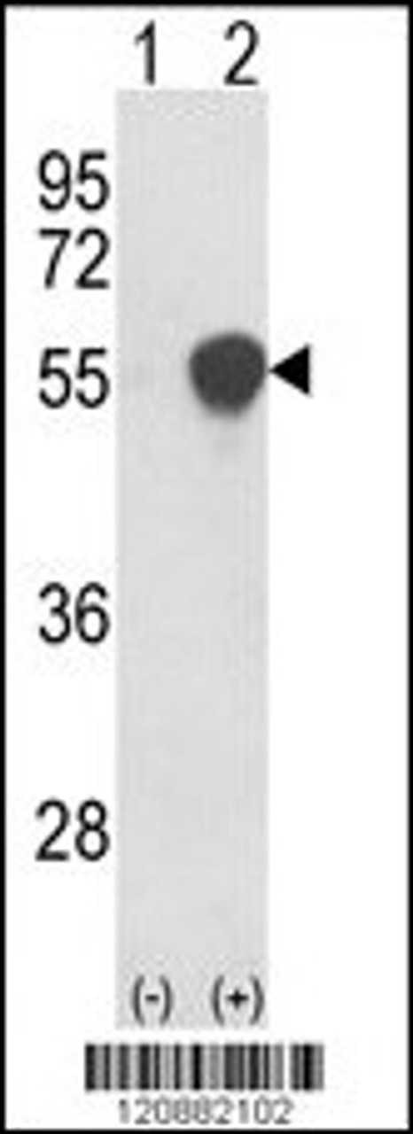 Western blot analysis of PHGDH using rabbit polyclonal PHGDH Antibody using 293 cell lysates (2 ug/lane) either nontransfected (Lane 1) or transiently transfected with the PHGDH gene (Lane 2) .