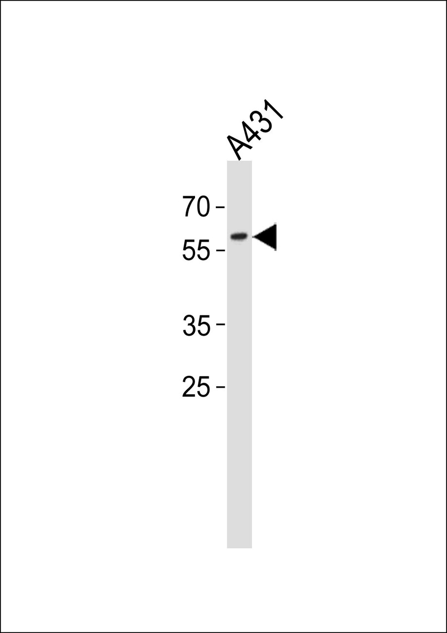 Western blot analysis in A431 cell line lysates (35ug/lane) .