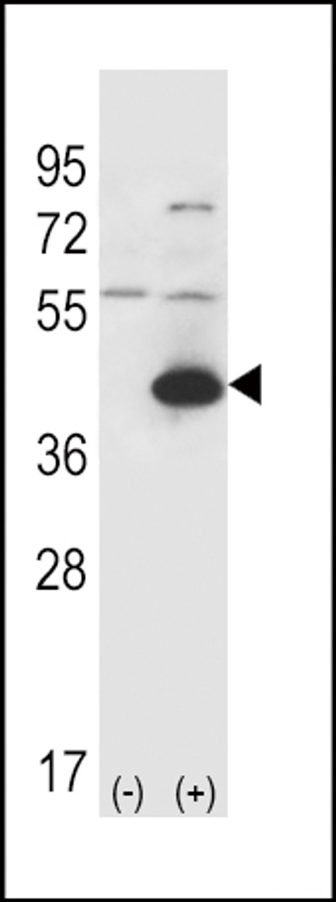 Western blot analysis of GOT1 using rabbit polyclonal GOT1 Antibody using 293 cell lysates (2 ug/lane) either nontransfected (Lane 1) or transiently transfected (Lane 2) with the GOT1 gene.