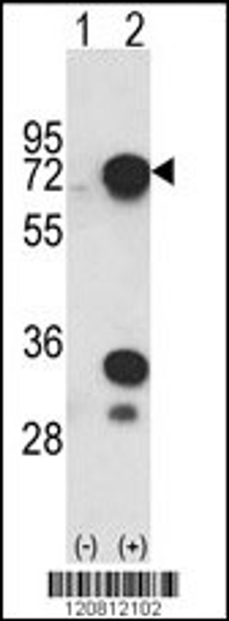 Western blot analysis of HNRPL using rabbit polyclonal HNRPL Antibody using 293 cell lysates (2 ug/lane) either nontransfected (Lane 1) or transiently transfected with the HNRPL gene (Lane 2) .