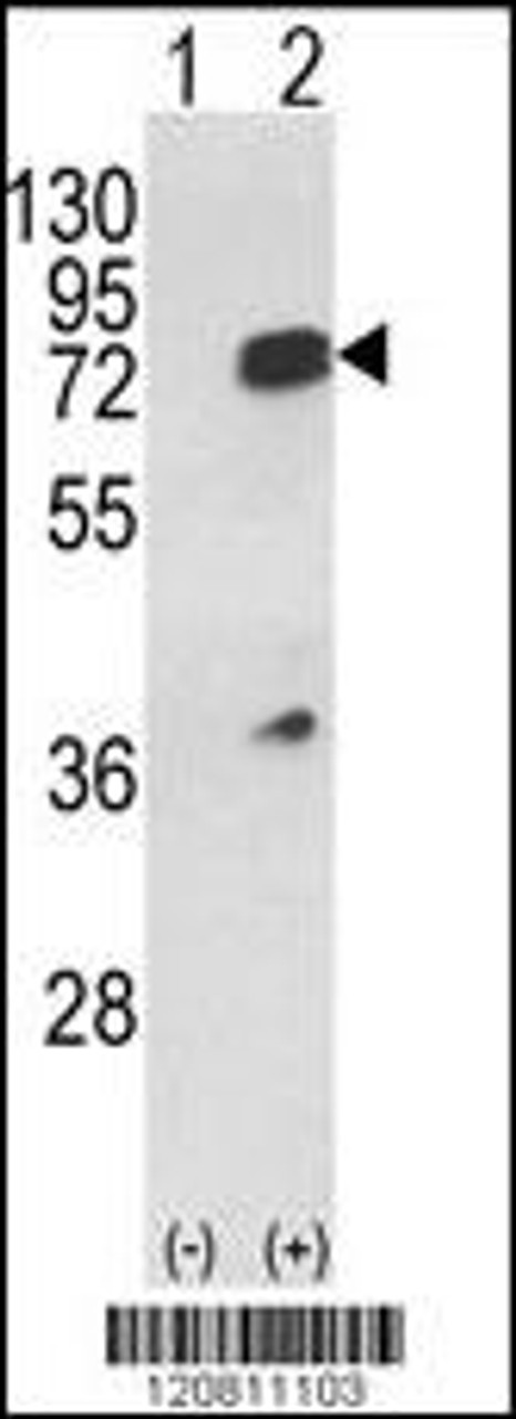 Western blot analysis of HNRPL using rabbit polyclonal HNRPL Antibody using 293 cell lysates (2 ug/lane) either nontransfected (Lane 1) or transiently transfected with the HNRPL gene (Lane 2) .