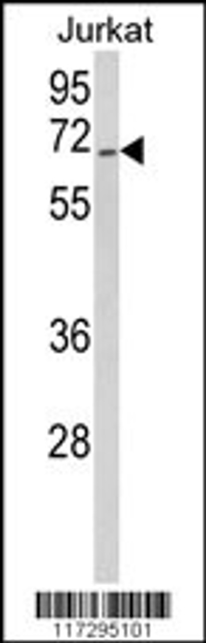 Western blot analysis of RBM14 Antibody in Jurkat cell line lysates (35ug/lane)