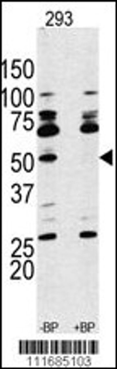 Western Blot in 293 cell line lysate. RPS6KB1 Antibody (arrow) was detected using the purified Pab.