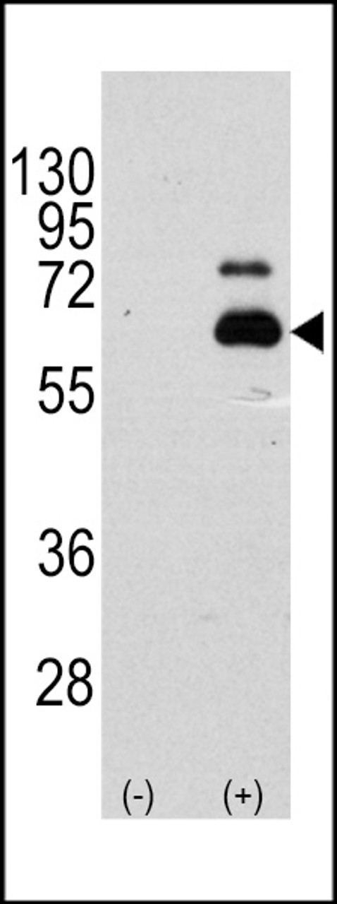 Western blot analysis of RPS6KB1 using rabbit polyclonal RPS6KB1 Antibody (S404) using 293 cell lysates (2 ug/lane) either nontransfected (Lane 1) or transiently transfected with the RPS6KB1 gene (Lane 2) .
