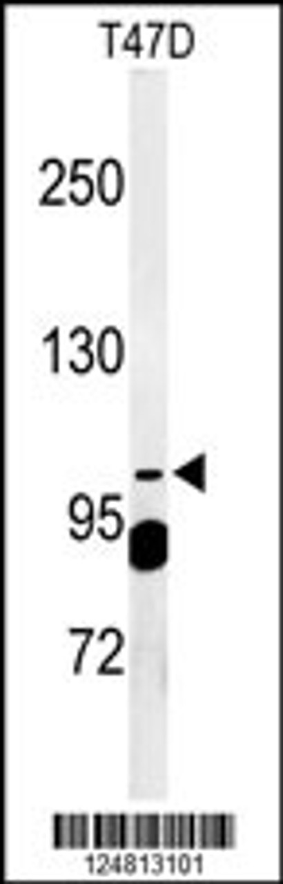 Western blot analysis of SC24A Antibody in T47D cell line lysates (35ug/lane)