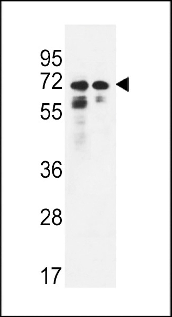 Western blot analysis in Hela, K562 cell line lysates (35ug/lane) .