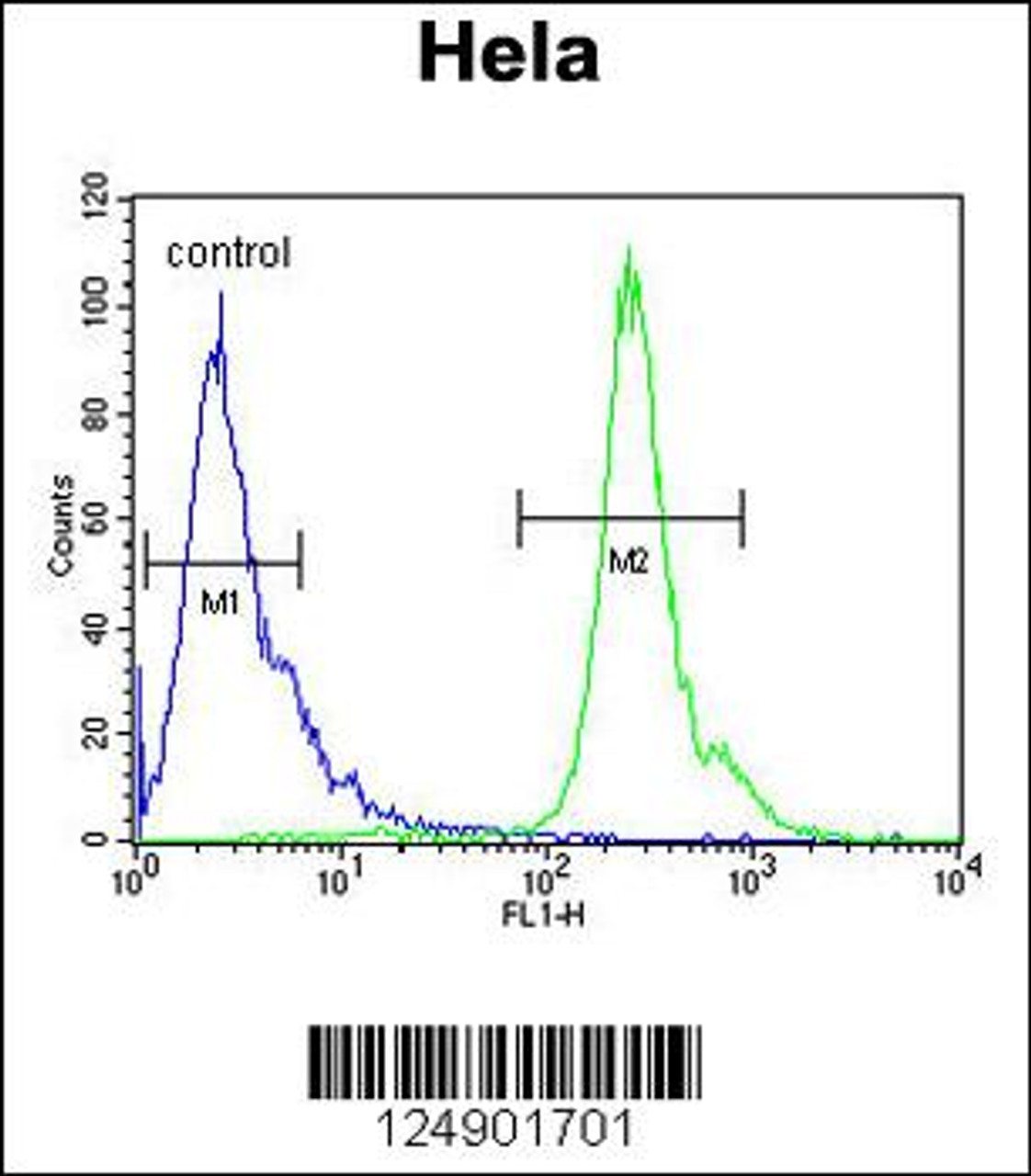 Flow cytometric analysis of Hela cells (right histogram) compared to a negative control cell (left histogram) .FITC-conjugated goat-anti-rabbit secondary antibodies were used for the analysis.