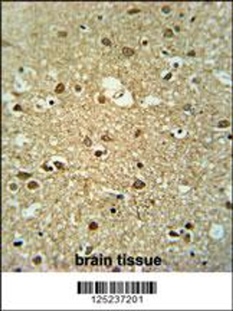 MMGT1 Antibody immunohistochemistry analysis in formalin fixed and paraffin embedded human brain tissue followed by peroxidase conjugation of the secondary antibody and DAB staining.