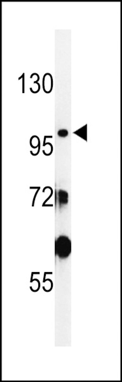 Western blot analysis of SAC2 Antibody in WiDr cell line lysates (35ug/lane)