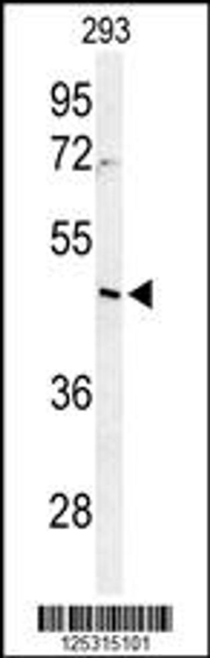 Western blot analysis of RRS1 Antibody in 293 cell line lysates (35ug/lane)