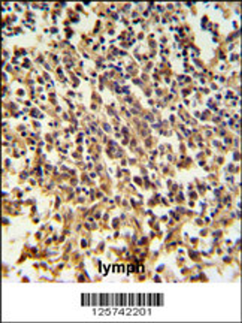 RNASEH2B Antibody IHC analysis in formalin fixed and paraffin embedded human lymph tissue followed by peroxidase conjugation of the secondary antibody and DAB staining.