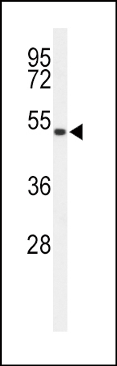 Western blot analysis of ASMT Antibody in 293 cell line lysates (35ug/lane)