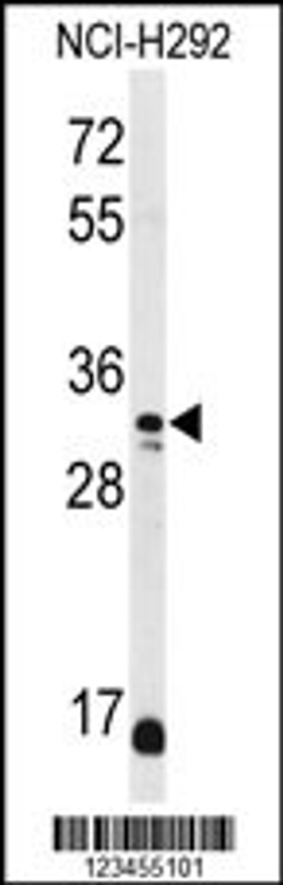 Western blot analysis of DDO Antibody in NCI-H292 cell line lysates (35ug/lane)