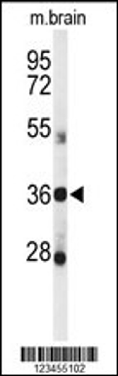 Western blot analysis of DDO Antibody in mouse brain tissue lysates (35ug/lane)