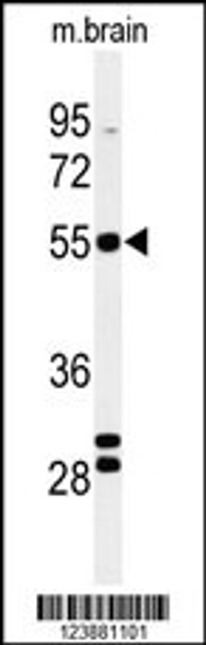 Western blot analysis of FA2H Antibody in mouse brain tissue lysates (35ug/lane)