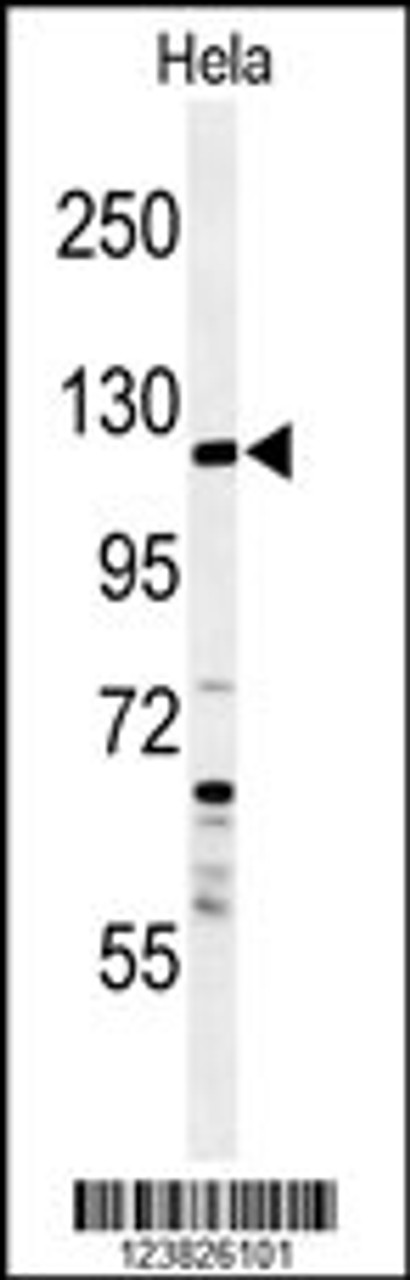 Western blot analysis of SYTL2 Antibody in Hela cell line lysates (35ug/lane)