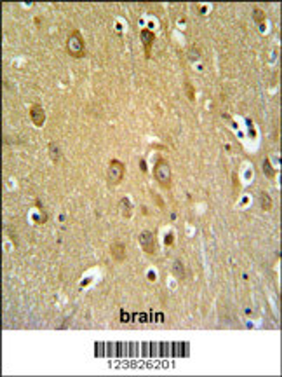 SYTL2 Antibody IHC analysis in formalin fixed and paraffin embedded brain tissue followed by peroxidase conjugation of the secondary antibody and DAB staining.