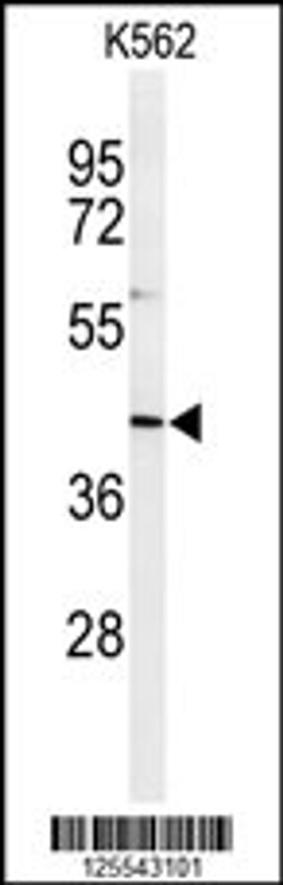 Western blot analysis of IN80B Antibody in K562 cell line lysates (35ug/lane)