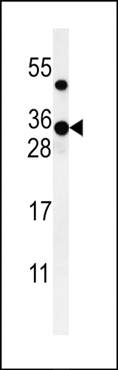 Western blot analysis of ZCH24 Antibody in CHO cell line lysates (35ug/lane)