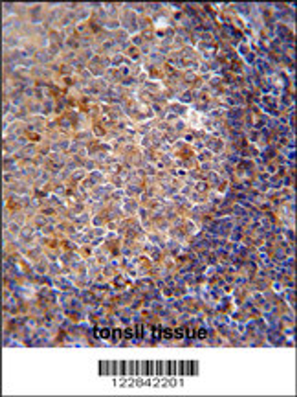 ARHGAP25 Antibody immunohistochemistry analysis in formalin fixed and paraffin embedded human tonsil tissue followed by peroxidase conjugation of the secondary antibody and DAB staining.