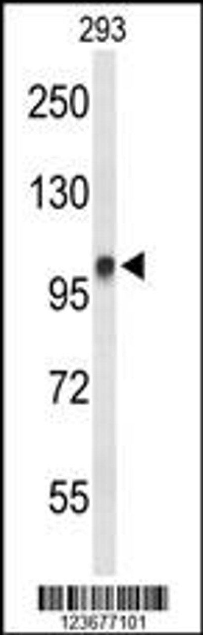 Western blot analysis of DDX23 Antibody in 293 cell line lysates (35ug/lane)
