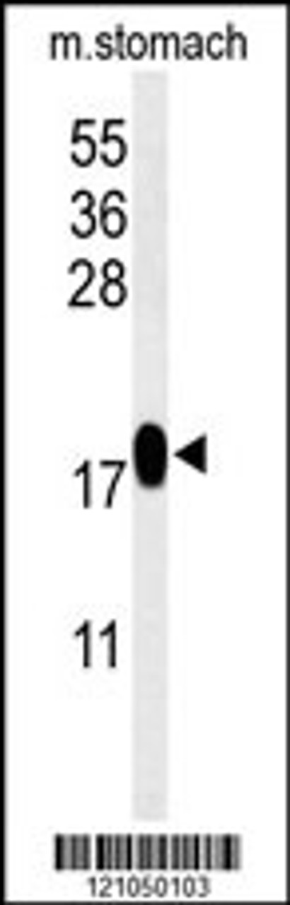 Western blot analysis of TXNDC12 Antibody in mouse stomach tissue lysates (35ug/lane)