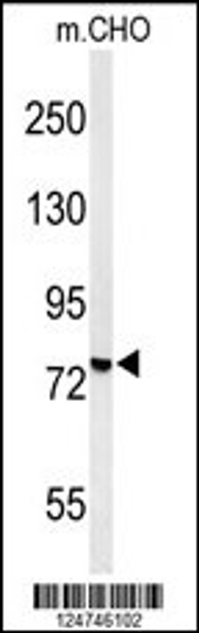 Western blot analysis of YMEL1 Antibody in CHO cell line lysates (35ug/lane)