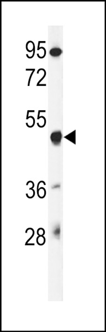 Western blot analysis of GSDMA Antibody in mouse liver tissue lysates (35ug/lane)