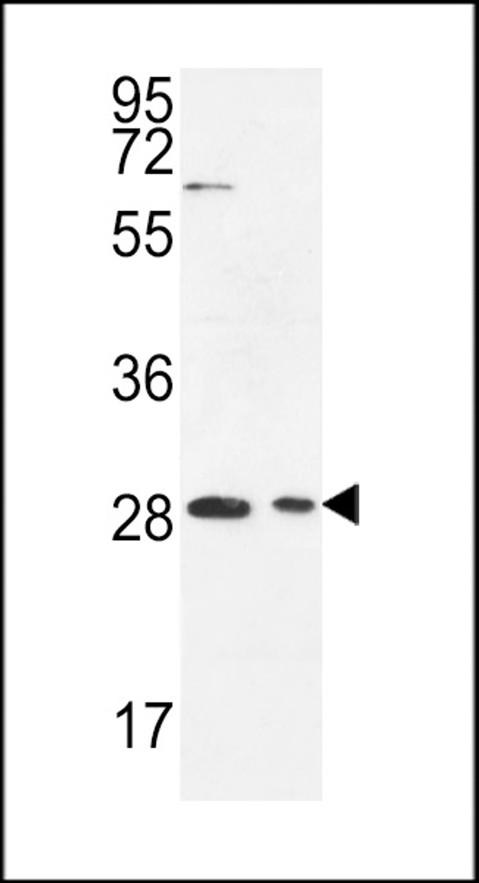 Western blot analysis in Jurkat, 293 cell line lysates (35ug/lane) .