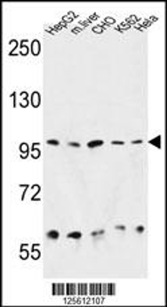 Western blot analysis in HepG2, CHO, K562, Hela cell line and mouse liver tissue lysates (35ug/lane) .